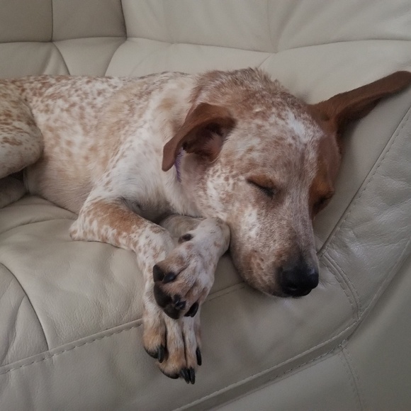 Meet your Posher, Joe - Picture 1 of 1